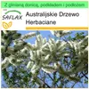SAFLAX - Garden to go - Drzewo herbaciane - 400 Nasiona - Z Podgląd zdjęcia produktu 5