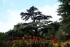 SAFLAX - Libanon - Zeder - 20 Samen - Cedrus libani Produktbild-Vorschau 4