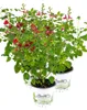 Enseleits 3er Set Johannisbeer-Salbei, Salvia microphylla, Produktbild-Vorschau 1