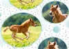 A collage of circular images featuring young horses in a grassy field, set against a white background with black polka dots and light blue watercolor splatters. Produktbild-Vorschau