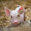 Wandkalender 2027 Schweinchen / Piggies 30x30 cm mit Extra Produktbild-Vorschau 14