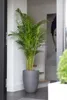 A tall, elegant potted plant in a gray planter is placed in a modern entryway with stairs in the background. Produktbild-Vorschau