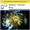 SAFLAX - Zestaw do uprawy - Królowa Nocy - 40 Nasiona - Z Podgląd zdjęcia produktu 10