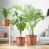 Several potted plants are displayed in a room setting, with a chair and lamp visible in the background. Produktbild-Vorschau