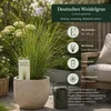 Deutsches Weidelgras (lolium perenne) | 1kg für 250 m² | Produktbild-Vorschau 3