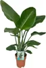 Strelitzia Nicolai - pokojová rostlina Ø19cm Ø90cm - Náhled obrázku produktu 1