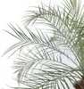 Zwergdattelpalme - Phoenix roebelenii - Höhe 80-90cm - Produktbild-Vorschau 3