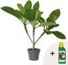Plumeria czerwona Frangipani + pokarm roślinny - Wysokość Podgląd zdjęcia produktu 1