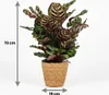 Calathea Makoyana Pfauen Korbmarante 70cm - Zimmerpflanze Produktbild-Vorschau 5