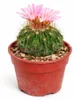 Echinofossulocactus mult. brevispinus - zeldzame bolcactus Productafbeelding-voorbeeld 2