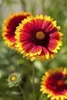 Gaillardia x grandiflora 'Kobold', Kokardenblume, leuchtend Produktbild-Vorschau 1