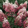 2 x  hortenzie  - Hydrangea paniculata 'Dart's Little Dot'  Náhled obrázku produktu 1