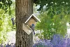 Two bluebirds are perched on a tree next to a bird feeder filled with peanut butter and seeds. Produktbild-Vorschau