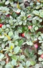 A close-up view of a plant with small green leaves and red berries. Náhled obrázku produktu