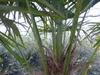 XXL Palme 230 cm | Stamm 80 cm | Trachycarpus fortunei Produktbild-Vorschau 3