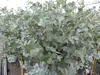 Eucalyptus Gunni Stamm Eukalyptusbaum, 70 - 90 cm, Pflanze Produktbild-Vorschau 6
