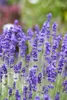A close-up view of lavender flowers in a garden. Produktbild-Vorschau