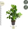 Jablon balsamowa - roslina doniczkowa, srednica 24cm, Podgląd zdjęcia produktu 3