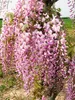 Blauregen ´ROSEA´ 50-60 cm, Cont. 1,6 l, Pflanze mit Produktbild-Vorschau 4