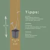 Persicaria bistorta Superba 24 Pflanzen Ø9cm Höhe10-25cm Produktbild-Vorschau 5