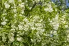 Staphylea colchica, Kolchische Pimpernuss, 60–80 cm Produktbild-Vorschau 4