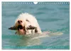 Lagotto Romagnolo, Sonderausgabe (Wandkalender 2027, DIN Produktbild-Vorschau 4