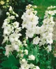 Delphinium Pacific 'Galahad', Rittersporn, weiß, ca. 11x11 Produktbild-Vorschau 3