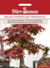 Bonsai Rotblättriger Fächerahorn | Bonsaisamen von Dürr Produktbild-Vorschau 3
