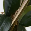 Blumengesteck Orchideengesteck Tischgesteck Tischdeko Produktbild-Vorschau 4