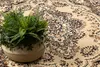 Dywan BCF Morad WIOSNA Ornament, klasyczny - beż beżowy Podgląd zdjęcia produktu 5