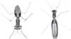 Metal Earth Praying Mantis, Bausatz, Metall Produktbild-Vorschau 18