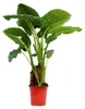 Alocasia cucullata 21cm Solitärpflanze - Elefantenohr, Höhe Produktbild-Vorschau 4