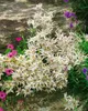 A close-up of a cluster of white Edelweiss flowers with pink and purple flowers in the background, set against a rocky wall. Produktbild-Vorschau