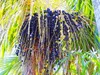 Ponthier ACAI-BEERE-Frucht-PÜREE 1KG Produktbild-Vorschau 5