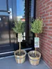 GreenboutiQ - Gartenpflanze - Euonymus fortunei Emerald Produktbild-Vorschau 6