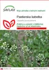 SAFLAX - pastierska kabelka - Capsella bursa-pastoris - Náhľad obrázku produktu 1
