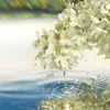 Estee Lauder, Paradise Moon, Eau De Parfum, For Women, 100 Náhled obrázku produktu 6