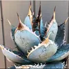 Semena Agave Titanota 'Blue' - balení 5 ks - Exotická Náhled obrázku produktu 3