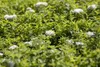 Spiraea japonica 'Albiflora', Japanische Spiere, weiß, Produktbild-Vorschau 2