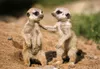 3 D Ansichtskarte Erdmännchen Babys, Erdmann Afrika Produktbild-Vorschau 1