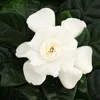 Gardenie - Duftende Blütenpflanze mit creme-weiß farbenen Produktbild-Vorschau 3