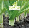 Lauch-Porree Carentan 2 | Lauchsamen von FLORTUS Produktbild-Vorschau 5