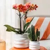 Kolibri Greens | Zelená rostlina – Stapelia – Ø 6 cm Náhled obrázku produktu 4