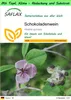 SAFLAX Garden to go - Schokoladenwein - Akebia quinata - 10 Produktbild-Vorschau 1
