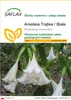 SAFLAX - Anielska Trąbka / Biała - 10 Nasiona - Brugmansia Podgląd zdjęcia produktu 1