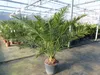 XXL 230 cm Phoenix canariensis, kanarische Dattelpalme Ø Produktbild-Vorschau 5