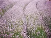 Stauden Gänge 1 x Lavandula angustifolia 'Rosea' - Echter Produktbild-Vorschau 4