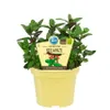 Menthe médicinale japonaise de qualité- Mentha arvensis x Voir les images du produit 1