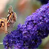 Buddleja Empire Blue - Cespuglio estivo di lilla/farfalle - Anteprima dell’immagine prodotto 1