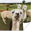 MuchoWow® Poster Lama - Selfie - Gras 50x50 cm - Produktbild-Vorschau 1